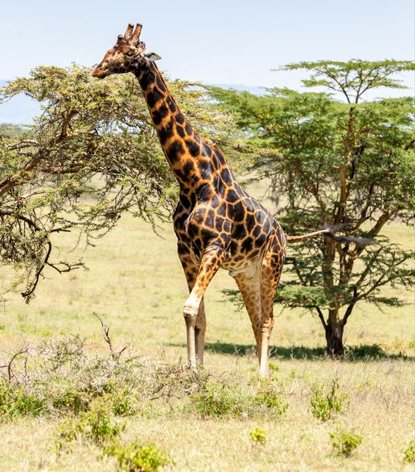 Adventure Safari