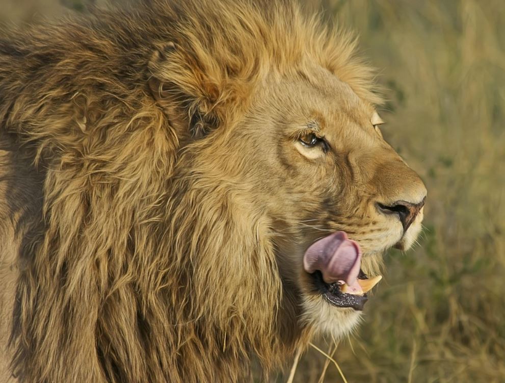 Exclusive Safari