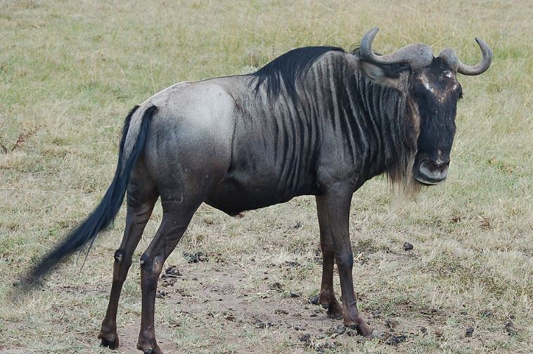 Exclusive Safari