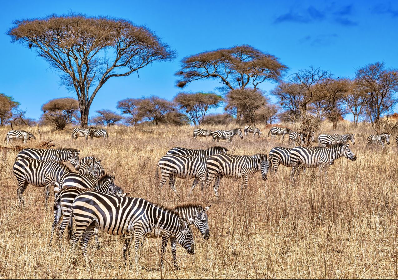 Tanzania Safari